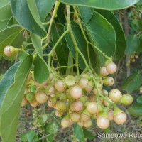 Cordia dichotoma G.Forst.